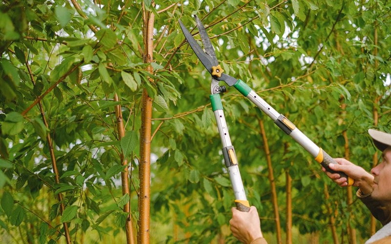 Tree trimming in Pennville, IN